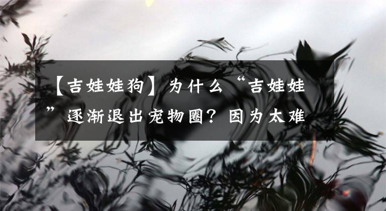 【吉娃娃狗】为什么“吉娃娃”逐渐退出宠物圈？因为太难养了