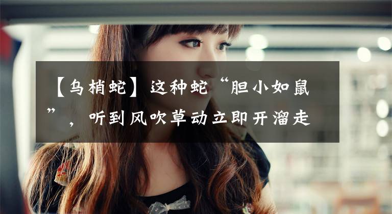 【乌梢蛇】这种蛇“胆小如鼠”，听到风吹草动立即开溜走为上策