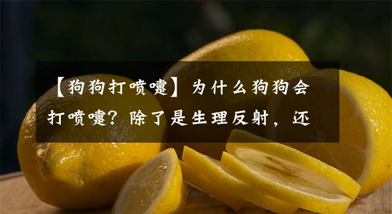 【狗狗打喷嚏】为什么狗狗会打喷嚏？除了是生理反射，还可能是重病的征兆