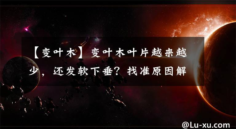 【变叶木】变叶木叶片越来越少，还发软下垂？找准原因解决，还你色彩斑斓