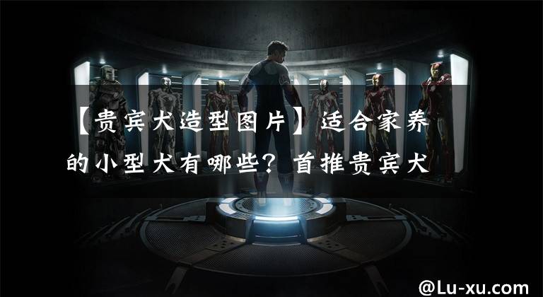 【贵宾犬造型图片】适合家养的小型犬有哪些？首推贵宾犬