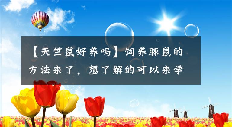 【天竺鼠好养吗】饲养豚鼠的方法来了，想了解的可以来学习一下