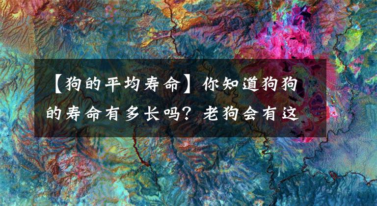 【狗的平均寿命】你知道狗狗的寿命有多长吗？老狗会有这些特征