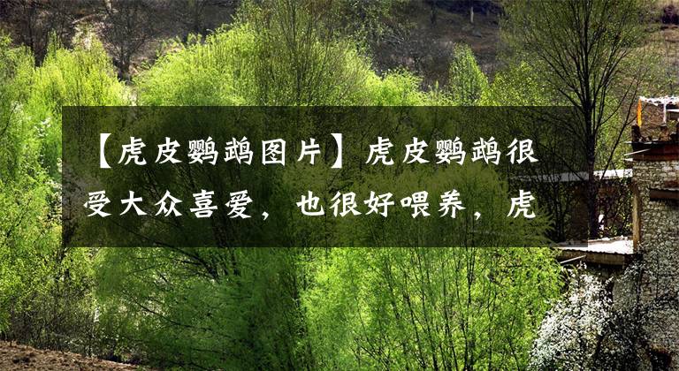 【虎皮鹦鹉图片】虎皮鹦鹉很受大众喜爱，也很好喂养，虎皮鹦鹉都吃什么食物