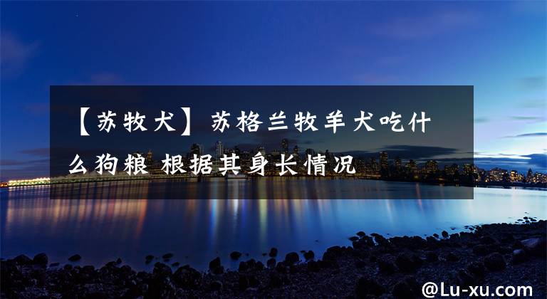 【苏牧犬】苏格兰牧羊犬吃什么狗粮 根据其身长情况