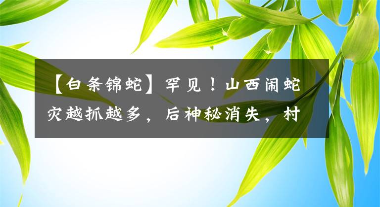 【白条锦蛇】罕见！山西闹蛇灾越抓越多，后神秘消失，村民发现其集体“自杀”