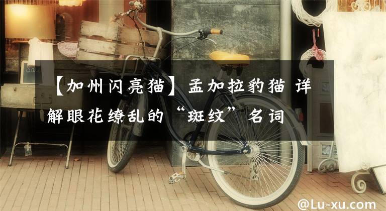 【加州闪亮猫】孟加拉豹猫 详解眼花缭乱的“斑纹”名词