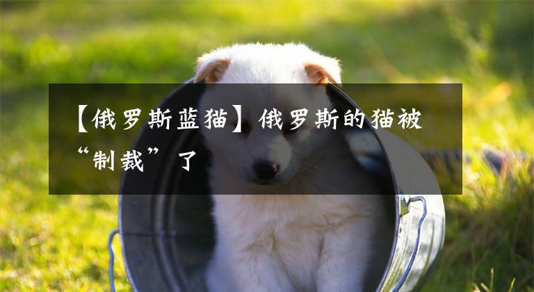 【俄罗斯蓝猫】俄罗斯的猫被“制裁”了