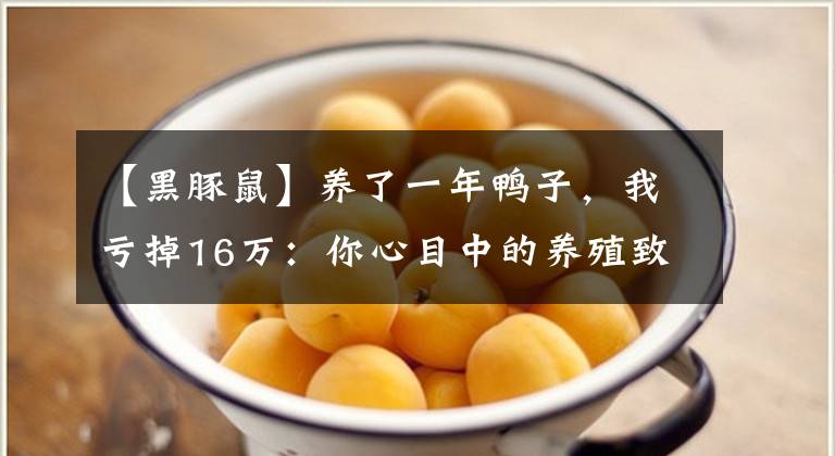 【黑豚鼠】养了一年鸭子，我亏掉16万：你心目中的养殖致富，可能是一场豪赌