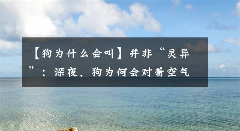 【狗为什么会叫】并非“灵异”：深夜，狗为何会对着空气激情乱叫？