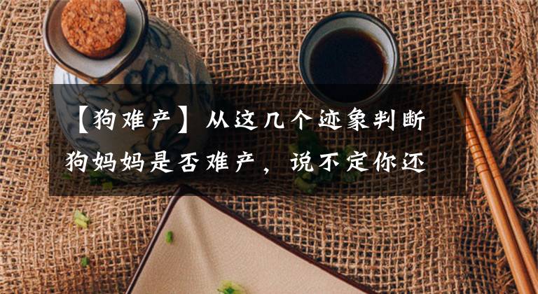 【狗难产】从这几个迹象判断狗妈妈是否难产，说不定你还能救她一命！