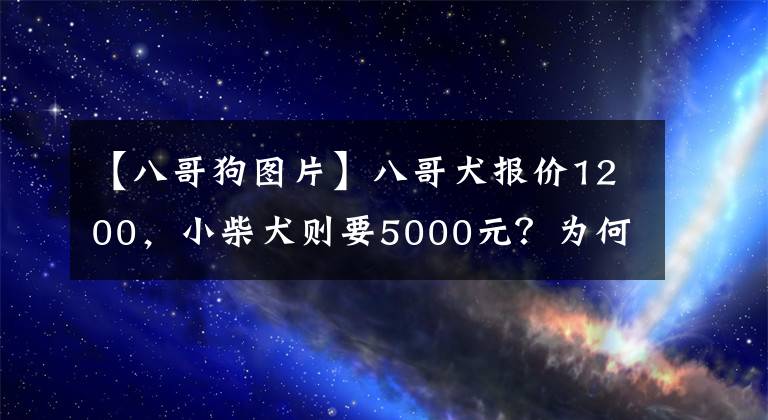 【八哥狗图片】八哥犬报价1200，小柴犬则要5000元？为何会有那么大的差距？