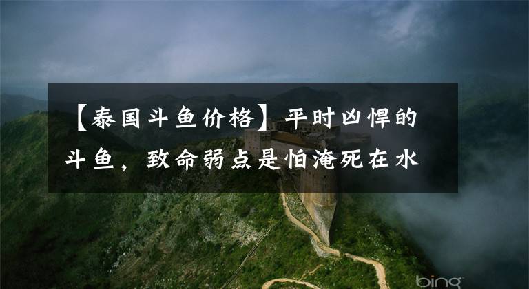 【泰国斗鱼价格】平时凶悍的斗鱼，致命弱点是怕淹死在水里，知道这秘密的人不多