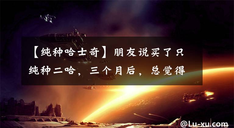 【纯种哈士奇】朋友说买了只纯种二哈，三个月后，总觉得哪里不太对
