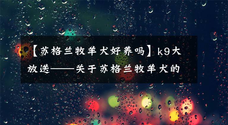 【苏格兰牧羊犬好养吗】k9大放送——关于苏格兰牧羊犬的选购技巧