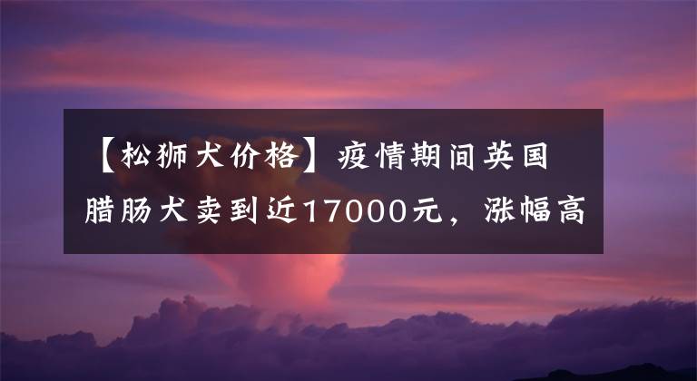 【松狮犬价格】疫情期间英国腊肠犬卖到近17000元，涨幅高达89%
