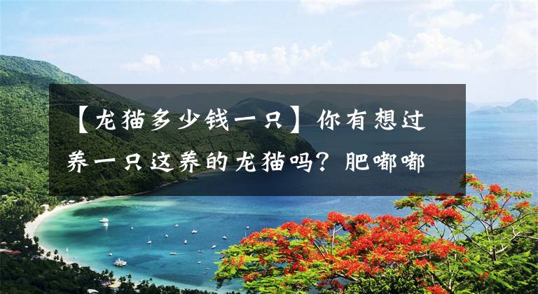 【龙猫多少钱一只】你有想过养一只这养的龙猫吗？肥嘟嘟的 超萌的！