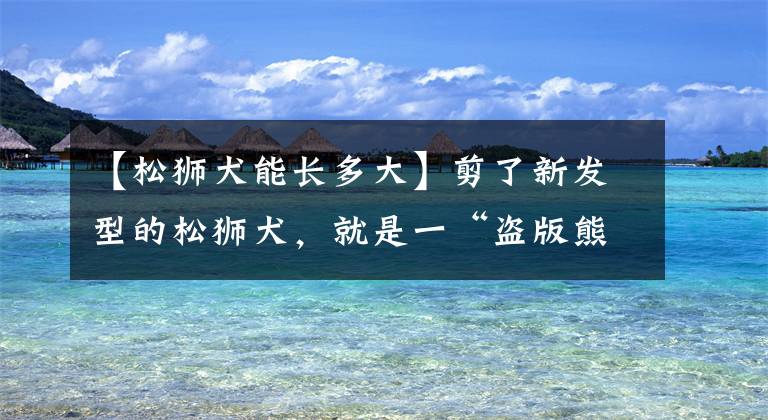 【松狮犬能长多大】剪了新发型的松狮犬，就是一“盗版熊猫”