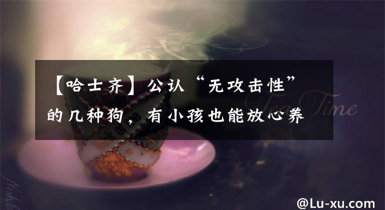 【哈士齐】公认“无攻击性”的几种狗，有小孩也能放心养