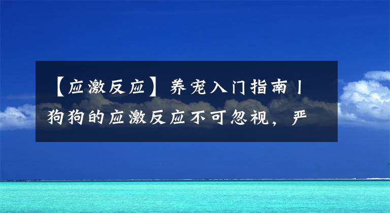 【应激反应】养宠入门指南丨狗狗的应激反应不可忽视，严重会导致狗狗丧命