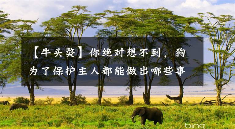 【牛头獒】你绝对想不到，狗为了保护主人都能做出哪些事？