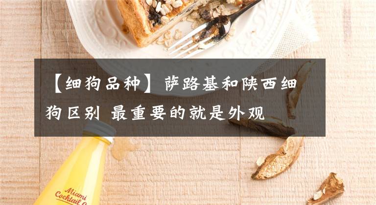 【细狗品种】萨路基和陕西细狗区别 最重要的就是外观