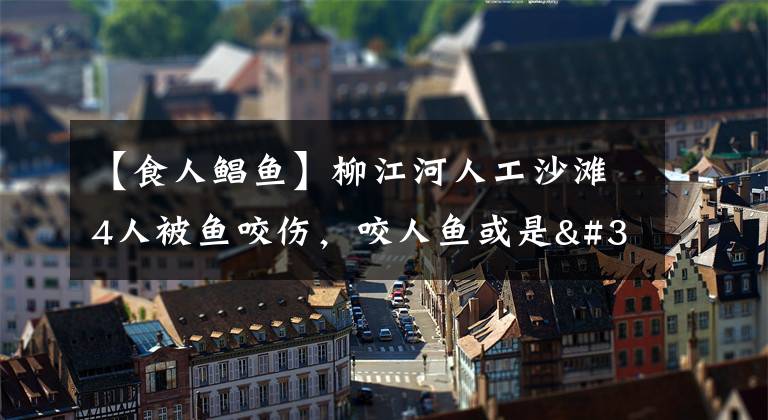 【食人鲳鱼】柳江河人工沙滩4人被鱼咬伤，咬人鱼或是"麻尾剑"