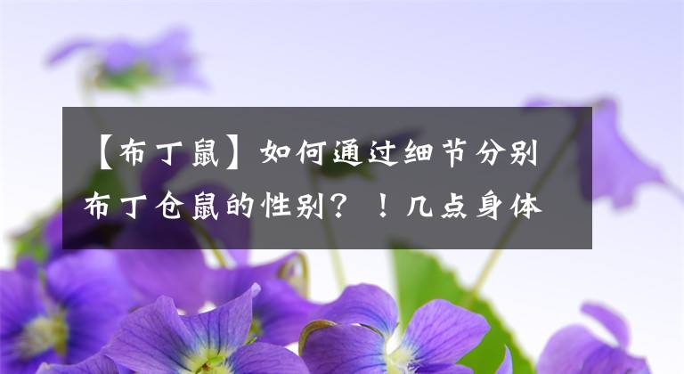 【布丁鼠】如何通过细节分别布丁仓鼠的性别？！几点身体细节就可以！