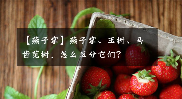 【燕子掌】燕子掌、玉树、马齿苋树，怎么区分它们？