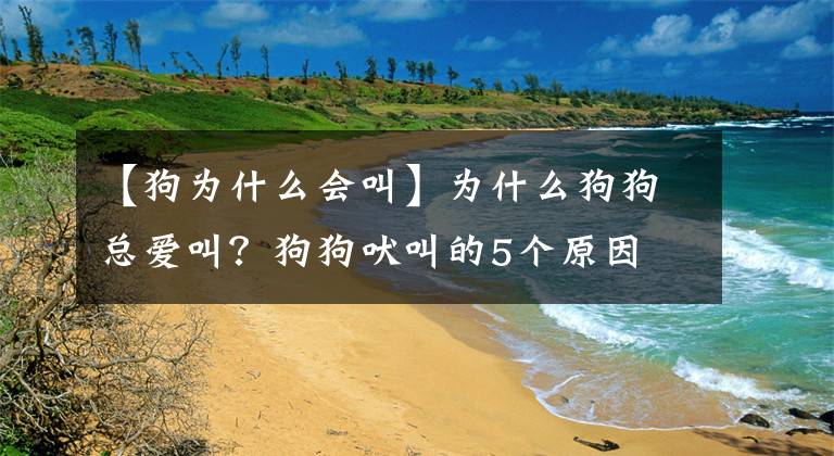 【狗为什么会叫】为什么狗狗总爱叫？狗狗吠叫的5个原因