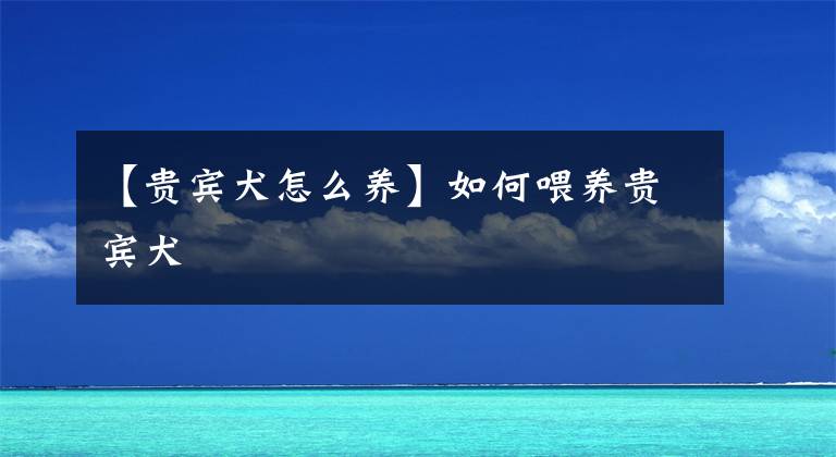 【贵宾犬怎么养】如何喂养贵宾犬