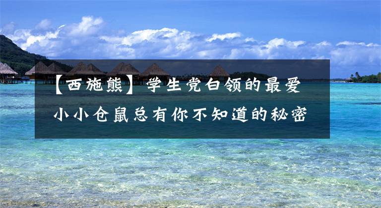 【西施熊】学生党白领的最爱 小小仓鼠总有你不知道的秘密