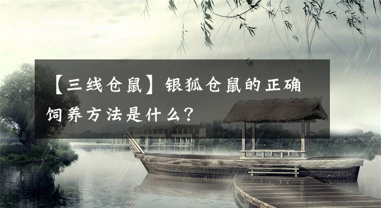 【三线仓鼠】银狐仓鼠的正确饲养方法是什么？