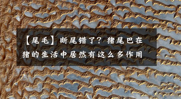 【尾毛】断尾错了？猪尾巴在猪的生活中居然有这么多作用！