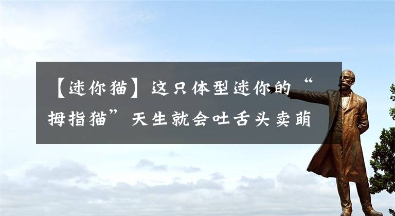 【迷你猫】这只体型迷你的“拇指猫”天生就会吐舌头卖萌，萌化人心，超级可爱