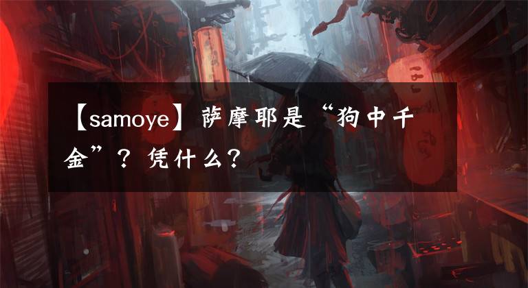 【samoye】萨摩耶是“狗中千金”？凭什么？