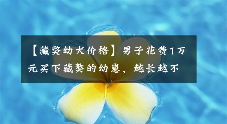 【藏獒幼犬价格】男子花费1万元买下藏獒的幼崽，越长越不对劲，结果却成为了笑柄