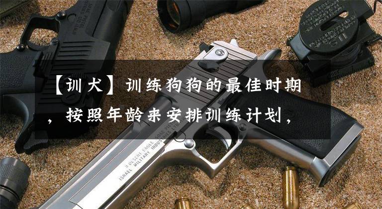 【训犬】训练狗狗的最佳时期，按照年龄来安排训练计划，让狗狗学会生活