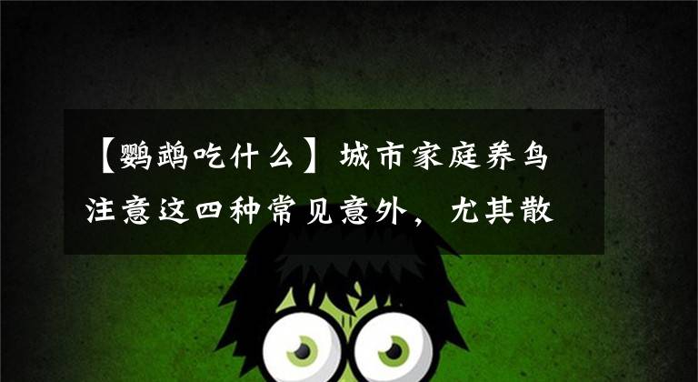 【鹦鹉吃什么】城市家庭养鸟注意这四种常见意外，尤其散养鹦鹉，更要注意前两种