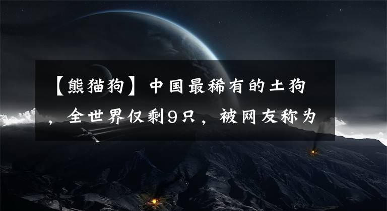【熊猫狗】中国最稀有的土狗，全世界仅剩9只，被网友称为狗中“大熊猫”