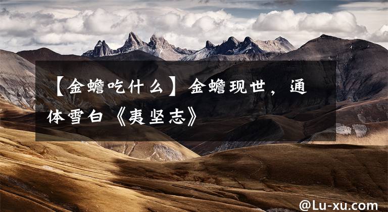 【金蟾吃什么】金蟾现世，通体雪白《夷坚志》