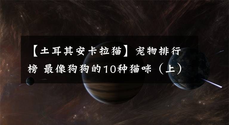 【土耳其安卡拉猫】宠物排行榜 最像狗狗的10种猫咪（上） 布偶猫表示不服气