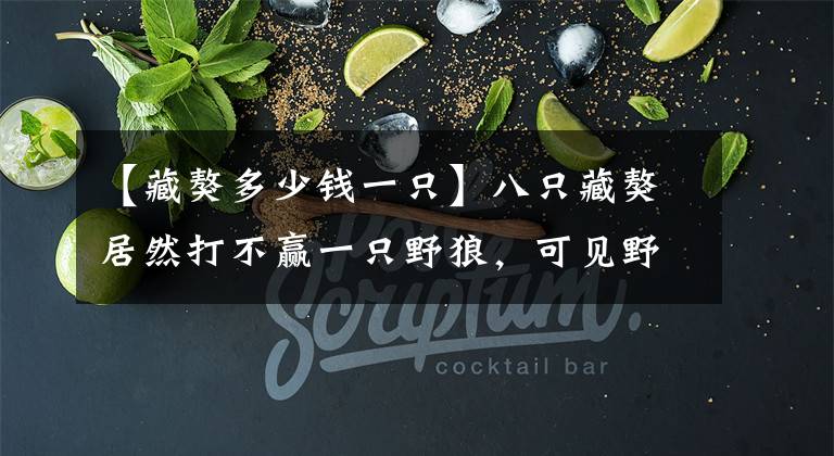 【藏獒多少钱一只】八只藏獒居然打不赢一只野狼，可见野心对人生何其重要