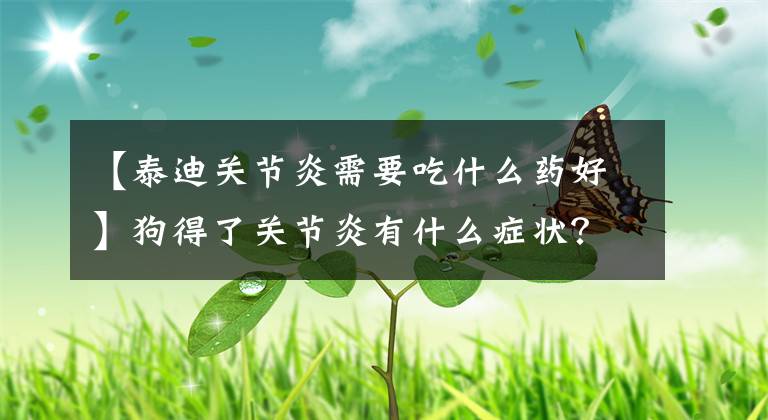 【泰迪关节炎需要吃什么药好】狗得了关节炎有什么症状？铲屎官要注意什么？