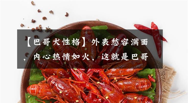 【巴哥犬性格】外表愁容满面，内心热情如火，这就是巴哥犬专属的反差萌