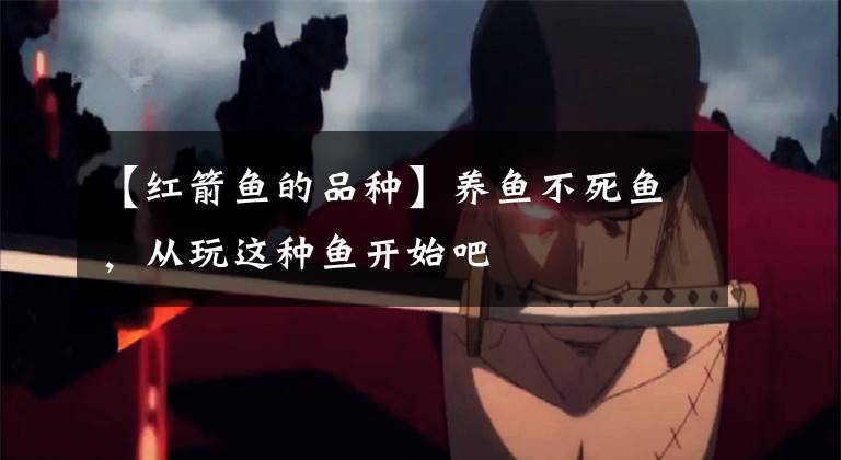 【红箭鱼的品种】养鱼不死鱼，从玩这种鱼开始吧