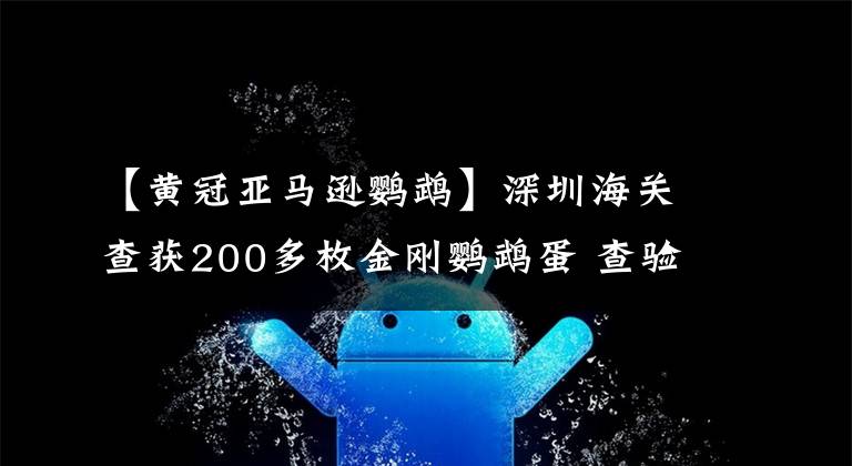 【黄冠亚马逊鹦鹉】深圳海关查获200多枚金刚鹦鹉蛋 查验中雏鸟陆续孵化