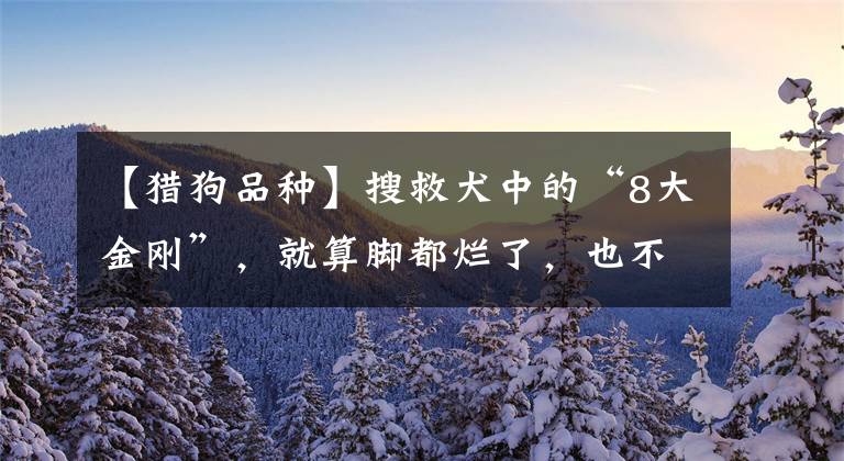 【猎狗品种】搜救犬中的“8大金刚”，就算脚都烂了，也不肯休息！