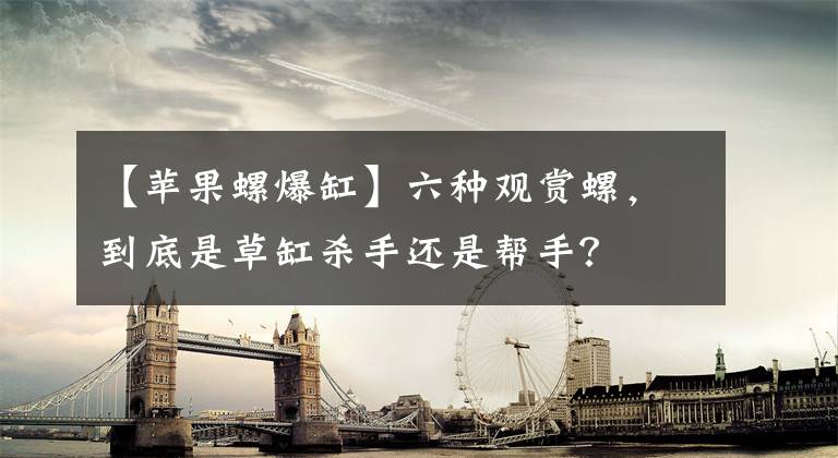 【苹果螺爆缸】六种观赏螺，到底是草缸杀手还是帮手？