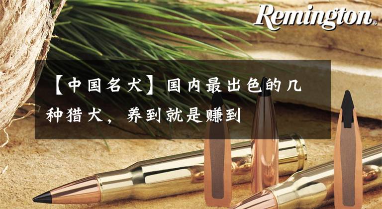 【中国名犬】国内最出色的几种猎犬，养到就是赚到